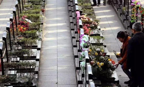 小细节大文明丨清明祭扫礼仪篇