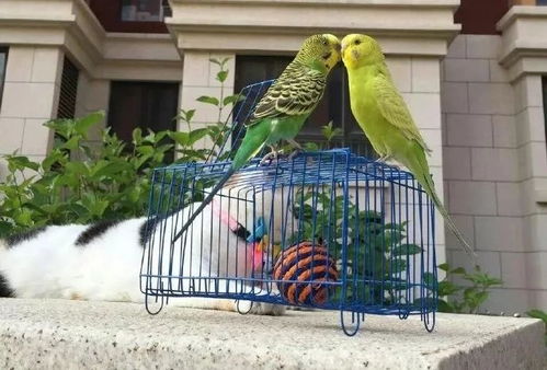 抖音爆红 花布背鸟遛弯，萌趣宠物日常引发290万点赞