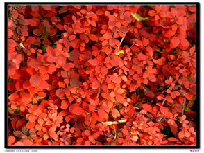 积攒的花布——恒山居士的艺术与记忆